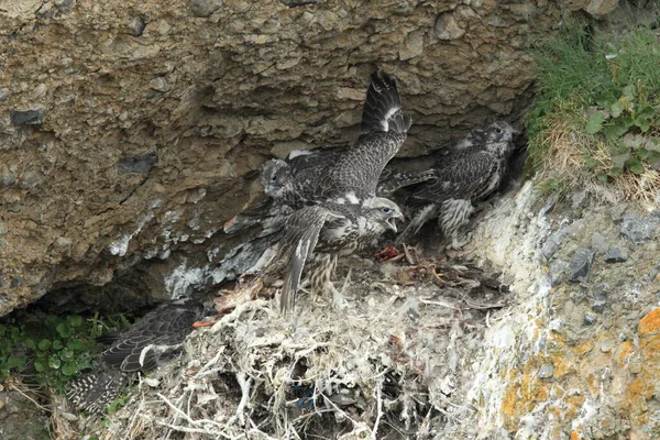 Jonge Gyrfalcon Het Nest Ijsland — Stockfoto