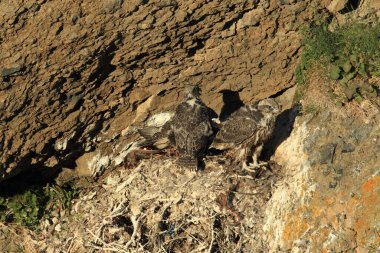 young gyrfalcon in the nest Iceland clipart