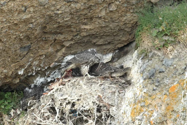 Jonge Gyrfalcon Het Nest Ijsland — Stockfoto