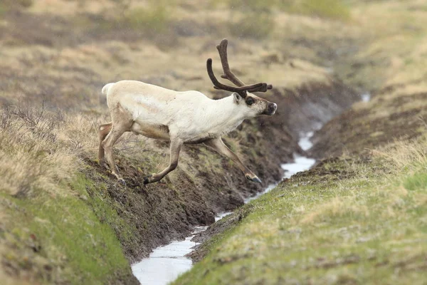 Rangifer Tarandus Rangifer Tarandus 아이슬란드의 서식지 — 스톡 사진