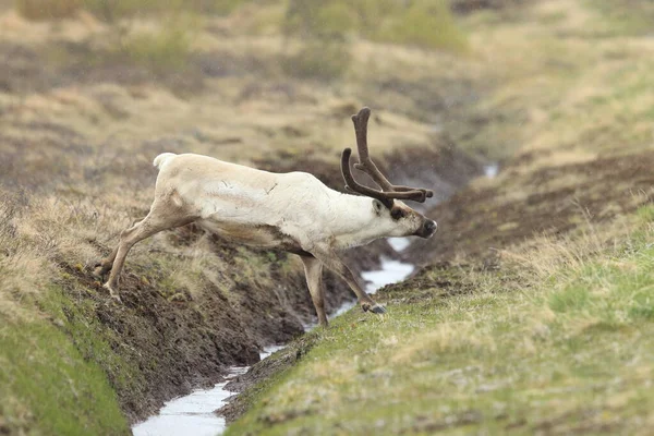 Rangifer Tarandus Rangifer Tarandus 아이슬란드의 서식지 — 스톡 사진