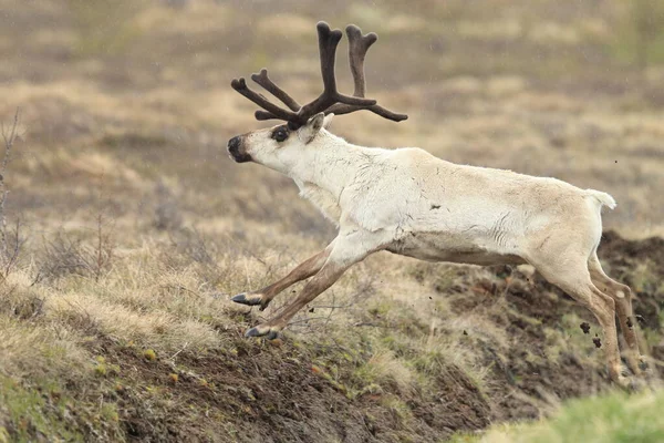 Rangifer Tarandus Rangifer Tarandus 아이슬란드의 서식지 — 스톡 사진