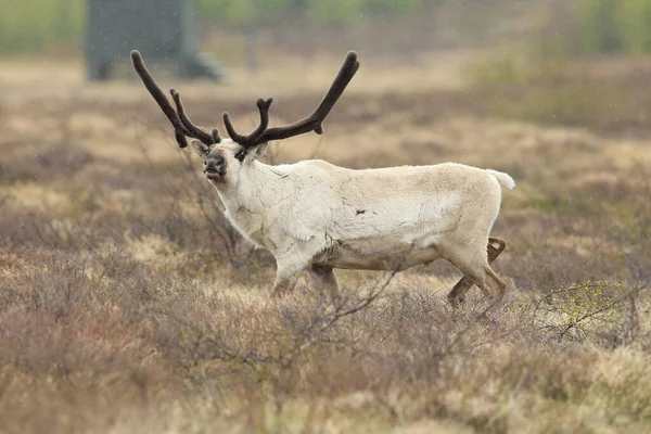 Sobi Rangifer Tarandus Caribou Přírodním Stanovišti Island — Stock fotografie