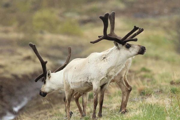 Sobi Rangifer Tarandus Caribou Přírodním Stanovišti Island — Stock fotografie