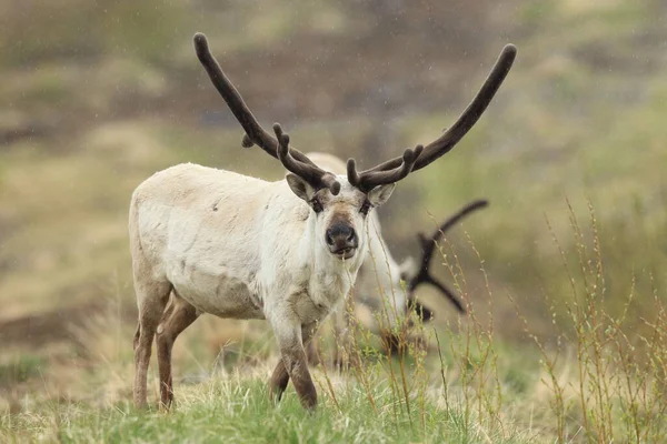 Rendieren Rangifer Tarandus Caribou Natuurlijke Habitat Ijsland — Stockfoto