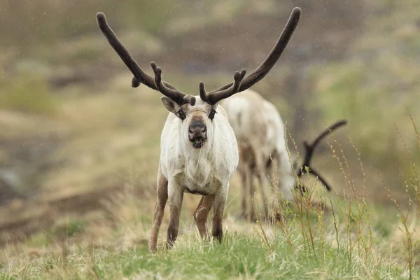 Олени Rangifer Tarandus Caribou Естественной Среде Обитания Исландия — стоковое фото