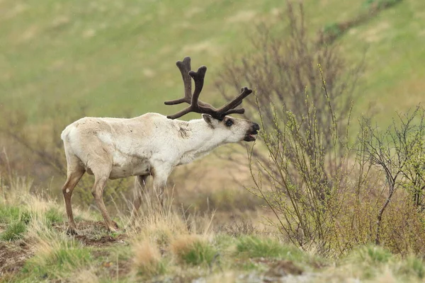 Rangifer Tarandus Rangifer Tarandus 아이슬란드의 서식지 — 스톡 사진