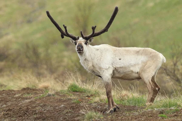 Rangifer Tarandus Rangifer Tarandus 아이슬란드의 서식지 — 스톡 사진