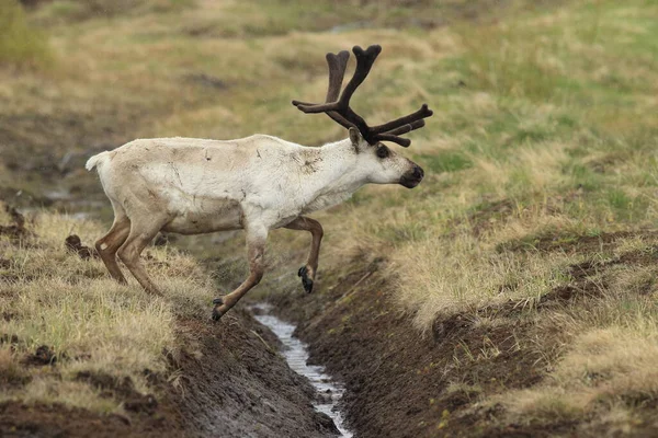 Rangifer Tarandus Rangifer Tarandus 아이슬란드의 서식지 — 스톡 사진