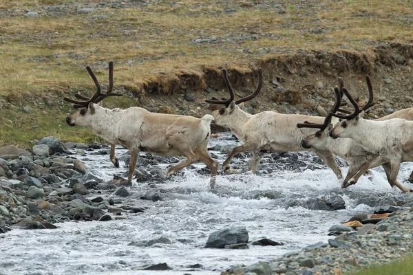 Олени Rangifer Tarandus Caribou Естественной Среде Обитания Исландия — стоковое фото