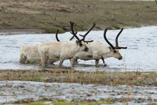 Rendieren Rangifer Tarandus Caribou Natuurlijke Habitat Ijsland — Stockfoto
