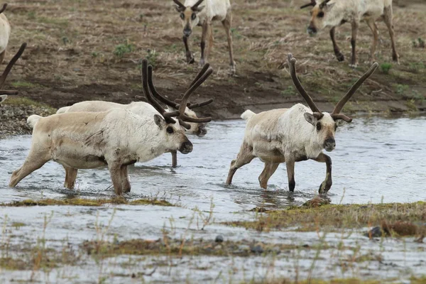 Rendieren Rangifer Tarandus Caribou Natuurlijke Habitat Ijsland — Stockfoto