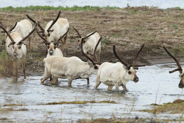 Олени Rangifer Tarandus Caribou Естественной Среде Обитания Исландия — стоковое фото