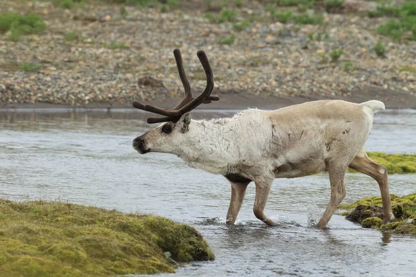 Rangifer Tarandus Rangifer Tarandus 아이슬란드의 서식지 — 스톡 사진