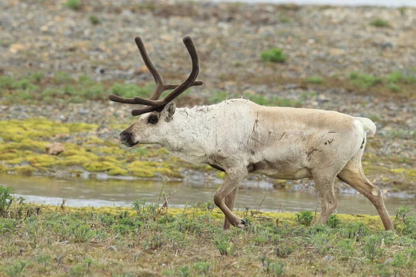 Sobi Rangifer Tarandus Caribou Přírodním Stanovišti Island — Stock fotografie