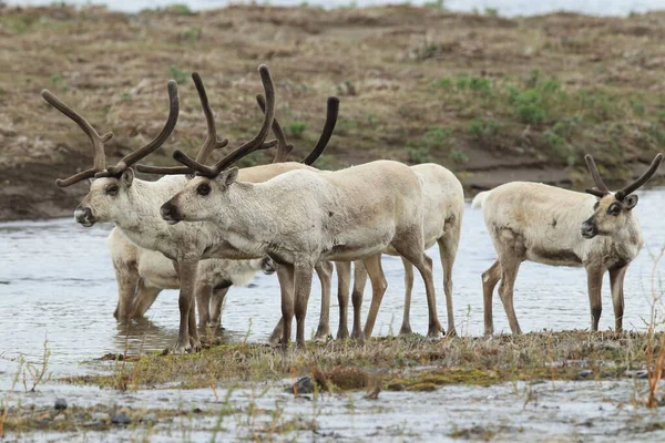 Sobi Rangifer Tarandus Caribou Přírodním Stanovišti Island — Stock fotografie