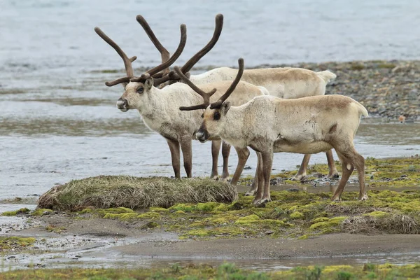 Sobi Rangifer Tarandus Caribou Přírodním Stanovišti Island — Stock fotografie