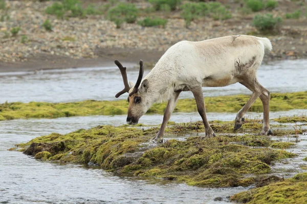 Rendieren Rangifer Tarandus Caribou Natuurlijke Habitat Ijsland — Stockfoto
