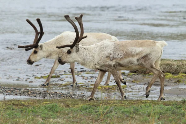 Rendieren Rangifer Tarandus Caribou Natuurlijke Habitat Ijsland — Stockfoto