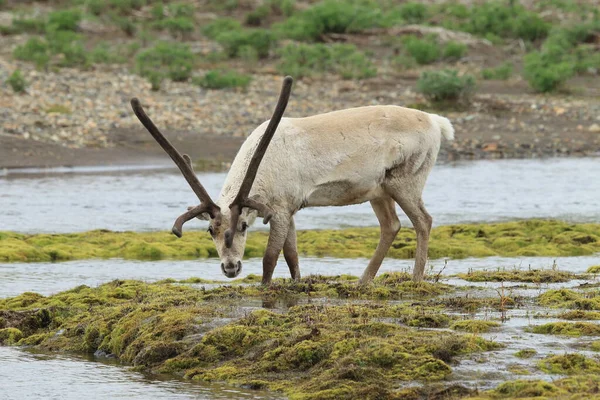 Rendieren Rangifer Tarandus Caribou Natuurlijke Habitat Ijsland — Stockfoto