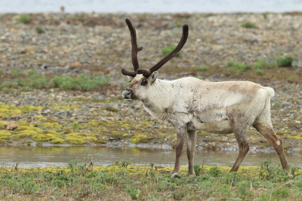 Rendieren Rangifer Tarandus Caribou Natuurlijke Habitat Ijsland — Stockfoto