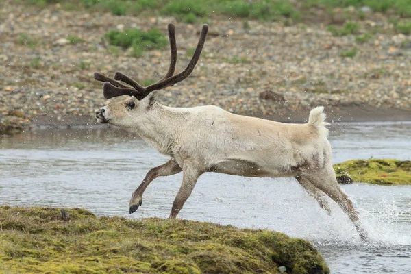 Rendieren Rangifer Tarandus Caribou Natuurlijke Habitat Ijsland — Stockfoto