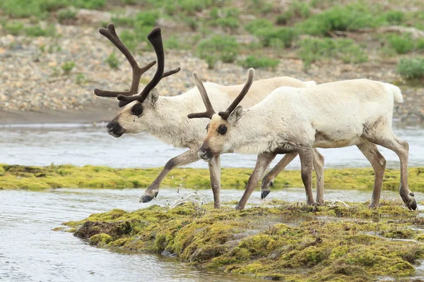 Sobi Rangifer Tarandus Caribou Přírodním Stanovišti Island — Stock fotografie