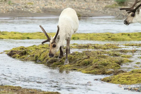 Олени Rangifer Tarandus Caribou Естественной Среде Обитания Исландия — стоковое фото