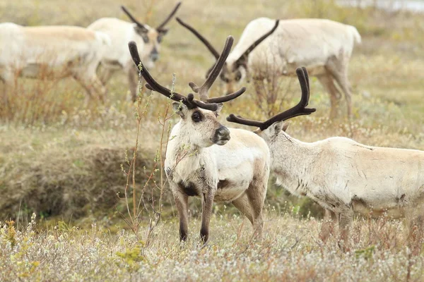 Rangifer Tarandus Rangifer Tarandus 아이슬란드의 서식지 — 스톡 사진