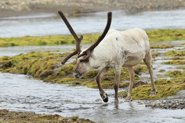 Rendieren Rangifer Tarandus Caribou Natuurlijke Habitat Ijsland — Stockfoto