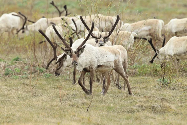 Олени Rangifer Tarandus Caribou Естественной Среде Обитания Исландия — стоковое фото