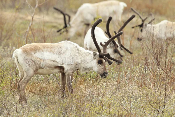 Rena Rangifer Tarandus Caraíbas Habitat Natural Islândia — Fotografia de Stock