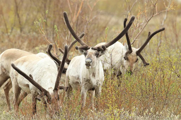 Rena Rangifer Tarandus Caraíbas Habitat Natural Islândia — Fotografia de Stock