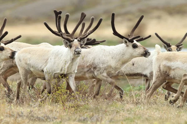 Sobi Rangifer Tarandus Caribou Přírodním Stanovišti Island — Stock fotografie