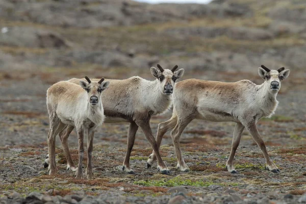 Олени Rangifer Tarandus Caribou Естественной Среде Обитания Исландия — стоковое фото