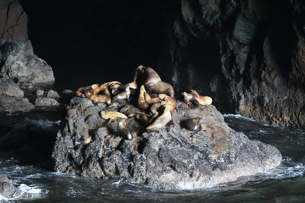 Cuevas Leones Marinos Florence Oregon Coast Usa — Foto de Stock