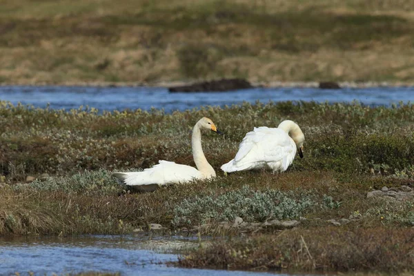 Whooper Swan Cygnus Cygnus Island — Stock fotografie