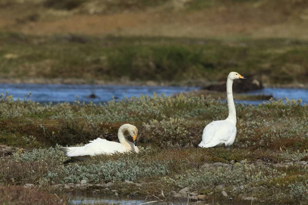 Łabędź Krzykliwy Cygnus Cygnus Islandia — Zdjęcie stockowe