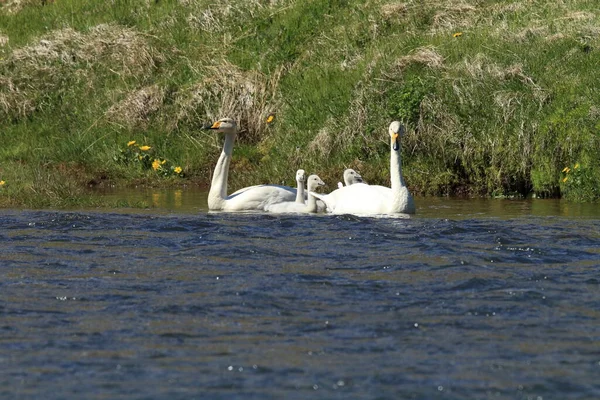 Whooper Swan Cygnus Cygnus Island — Stock fotografie