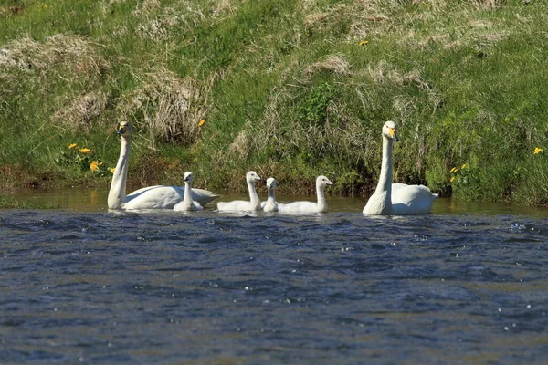 Whooper Swan Cygnus Cygnus Island — Stock fotografie