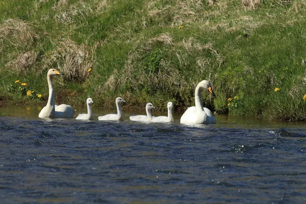 Whooper Swan Cygnus Cygnus Island — Stock fotografie