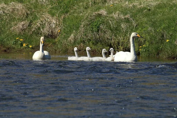 Whooper Swan Cygnus Cygnus Islândia — Fotografia de Stock