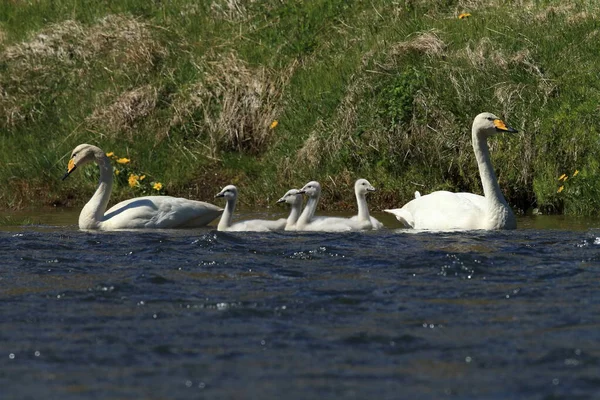 Whooper Swan Cygnus Cygnus Island — Stock fotografie