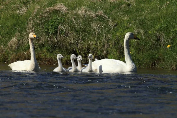 Whooper Swan Cygnus Cygnus Island — Stock fotografie