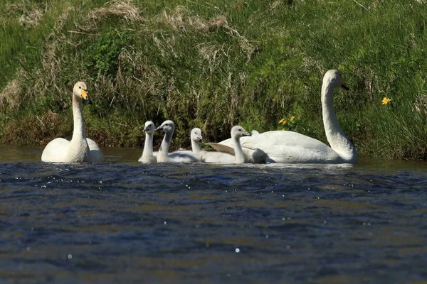 Singschwan Cygnus Cygnus Island — Stockfoto