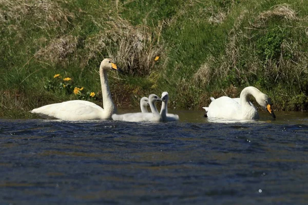 Whooper Swan Cygnus Cygnus Island — Stock fotografie