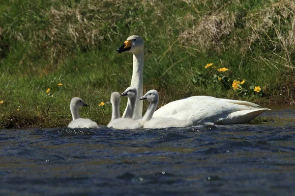 Whooper Hattyú Cygnus Cygnus Izland — Stock Fotó