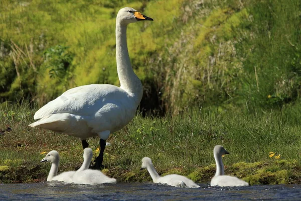 Whooper Swan Cygnus Cygnus Islândia — Fotografia de Stock