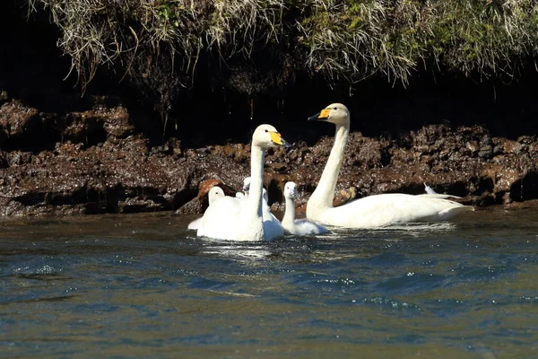 Whooper Swan Cygnus Cygnus Island — Stock fotografie