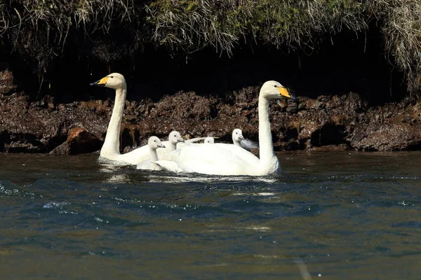 Whooper Svaner Med Kyllinger Cygnus Cygnus Island – stockfoto